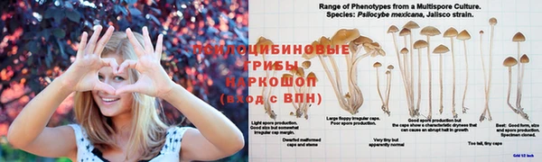 прущие крисы Михайловск