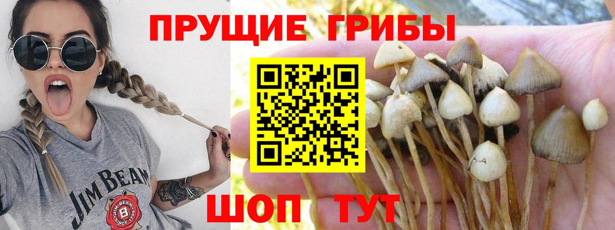купить наркоту  Псилоцибиновые грибы мухоморы  Вход с VPN  Грозный  Псилоцибиновые грибы GOLDEN TEACHER 